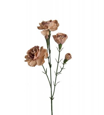 Elegancenejlika Champagne 65cm
