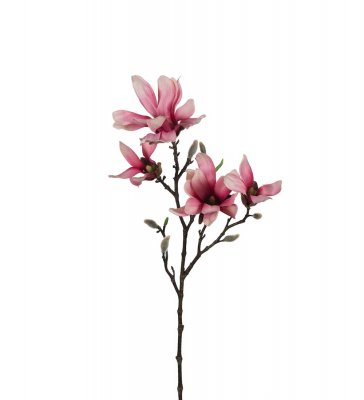 Magnolia Rosa 50cm