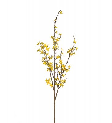 Forsythia Gul 120cm