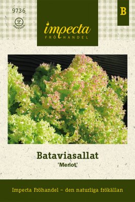 Sallat, Batavia-, Merlot