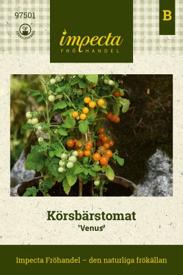 Tomat, Körsbärs-, Venus