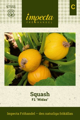Squash, F1 Midas