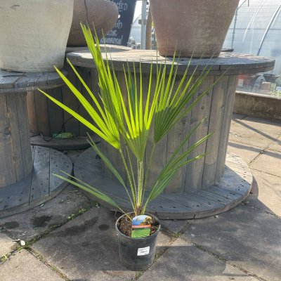 Chamaerops humilis Europeisk dvärgpalm