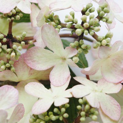 Viburnum plicatum f. tomentosum Kilimandjaro ® Sunrise ®