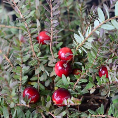Vaccinium macrocarpon Stevens