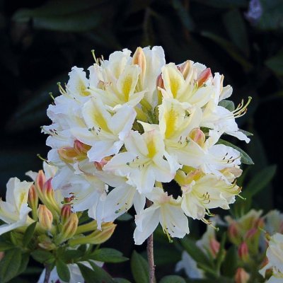 Rhododendron ghent Daviesii, Ghentazalea, 40-50 C5
