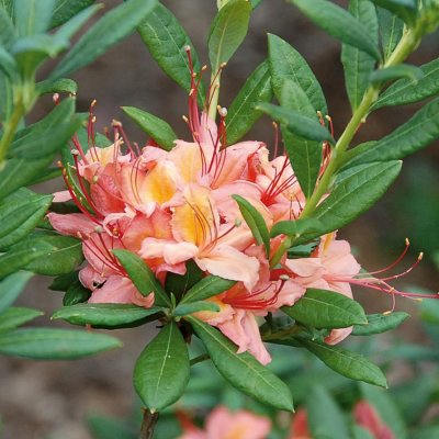 Rhododendron viscosa Framingham, Sommar Azalea, 40-50 C5