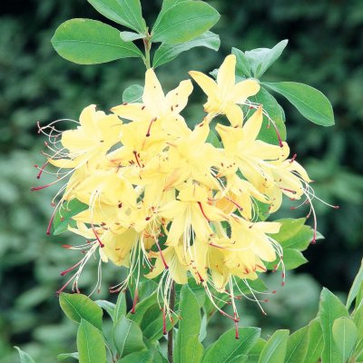 Rhododendron viscosa Lemon Drop, Sommar Azalea, 40-50 C5