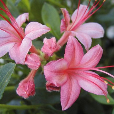 Rhododendron viscosa Pink and Sweet, Sommar Azalea, 40-50 C5