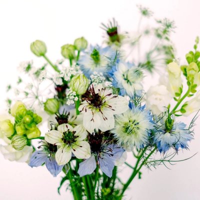 Fröbox Wild Bouquets Nigella Collection