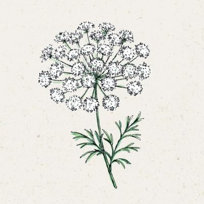 Slöjsilja, Ammi majus