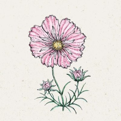 Rosenskära, Rosetta