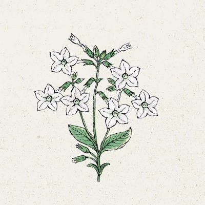 Blomstertobak, Stor, Grandiflora