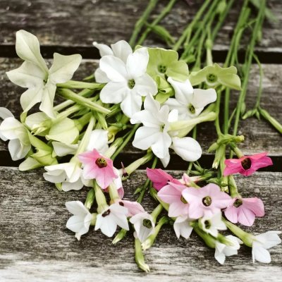Blomstertobak, Stor, Grandiflora