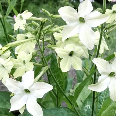 Blomstertobak, Stor, Grandiflora