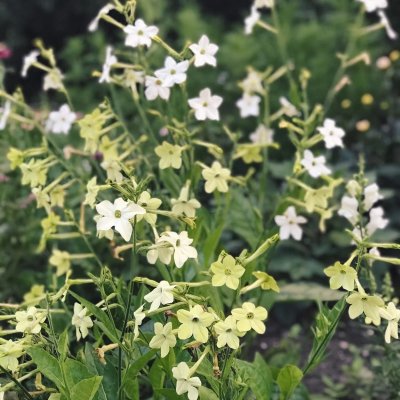 Blomstertobak, Lime Green