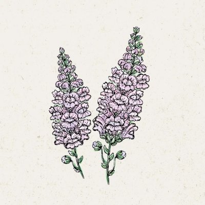 Lejongap Summer Lavender
