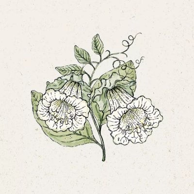 Klockranka Alba