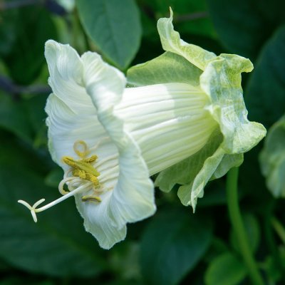 Klockranka Alba
