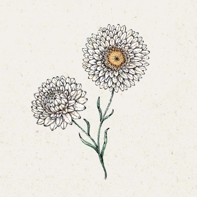 Eternell, Jätte-, White