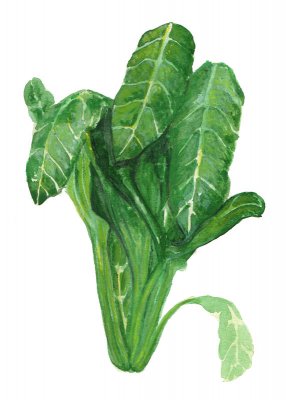 Mangold, Perpetual Spinach