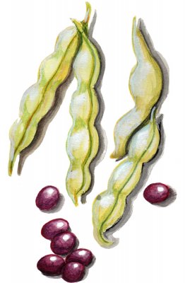 Störkokböna Äkta Tranbär