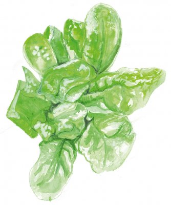 Sallat, Huvud-, Maikönig (May King)