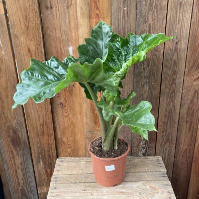 Alocasia Low Rider