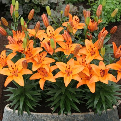 Asiatisk Lilja Abbeville´s Pride 3st