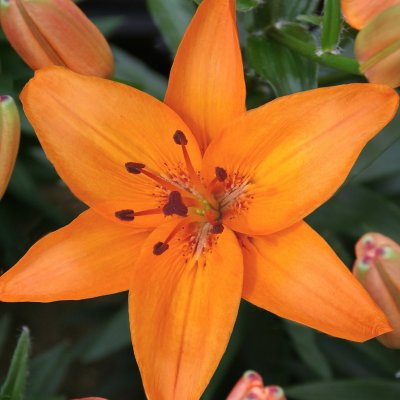 Lilium hybr. Abbeville´s Pride, Asiatisk Lilja, P11cm