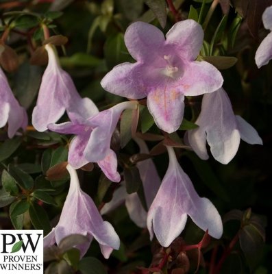 Abelia Pinky Bells ®, Abelia, C5