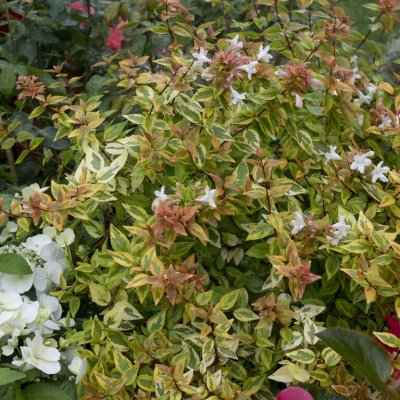 Abelia x grandiflora Kaleidoscope ®