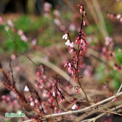 Abeliophyllum distichum Roseum, Vinterbuske, 40-50 C2