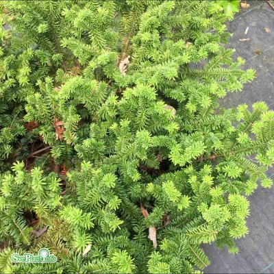 Abies balsamea Nana, Dvärgbalsamgran, 20-25 C3,5