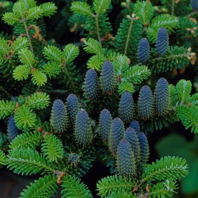 Abies koreana Blue Emperor, Koreagran, C2