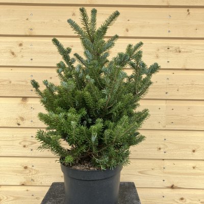 Abies koreana Molli, Koreagran