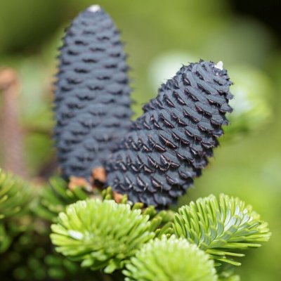 Abies koreana Silberlocke, Koreagran, C2