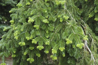 Abies nordmanniana Pendula, Nordmannsgran