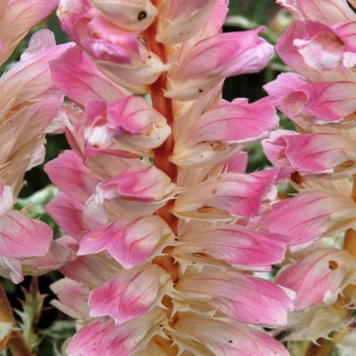 Acanthus hybr. Tasmanian Angel ®, Akantus, P9cm