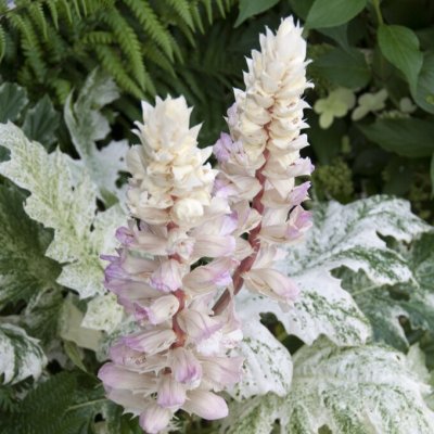 Acanthus balcanicus Whitewater ®, Akantus