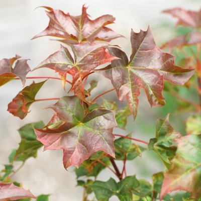Acer hybr. Ample Surprise ®, Lönn, 150 stam C10