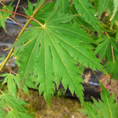 Acer Arctic Jade ® (Isiaj), Hybridlönn, 50-60 C5
