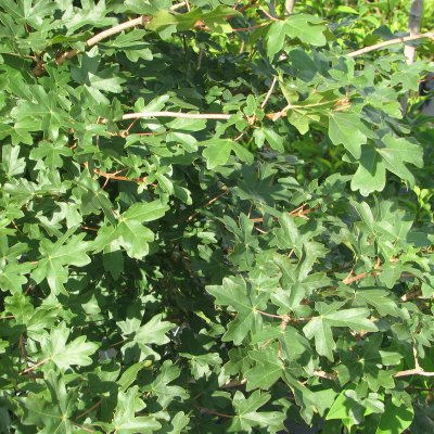 Acer campestre, Naverlönn, 60-80 C5