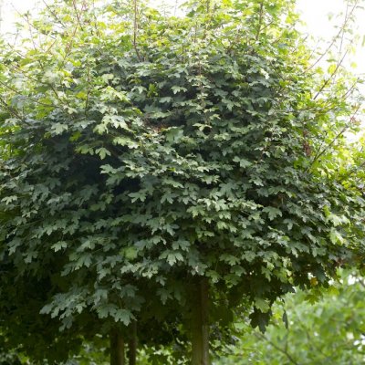 Acer campestre Nanum, Klotnaverlönn, 150 stam C10