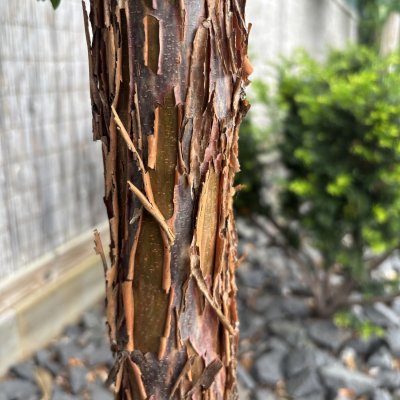 Acer griseum