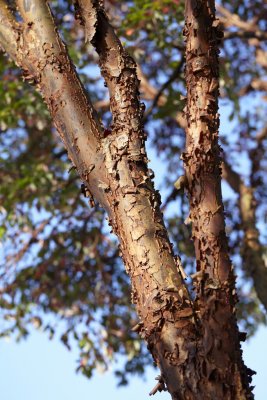 Acer griseum, Kopparlönn, utr 150-175 C7,5