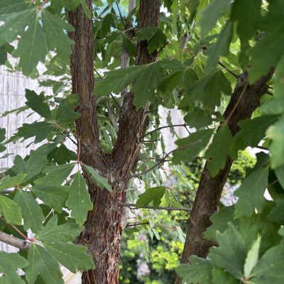 Acer griseum