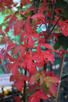 Acer griseum, Kopparlönn, 100-125 C10