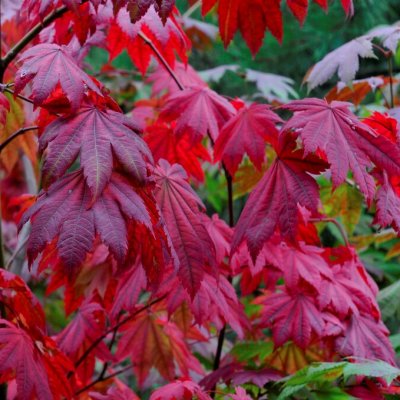 Acer japonicum Vitifolium, Solfjäderslönn, 60-80 C10