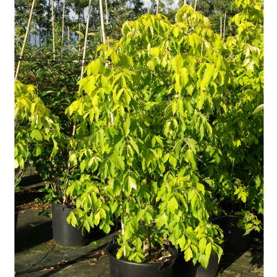 Acer negundo Kelly´s Gold, Asklönn, 40-50 C3